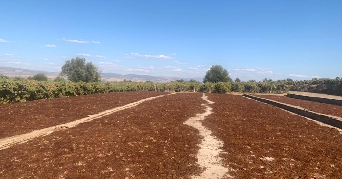 TARIŞ Announces Advance Price for Raisins at 80 Lira