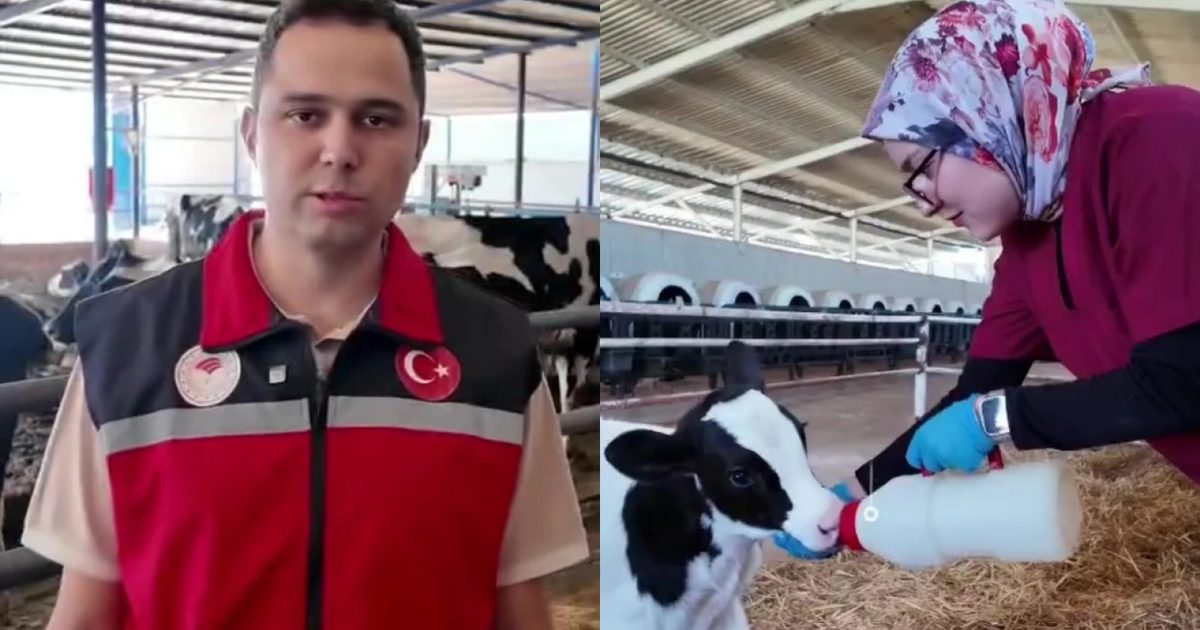 Buzağı Sağlığında Kaliteli Ağız Sütü İçin Brix Uyarısı
