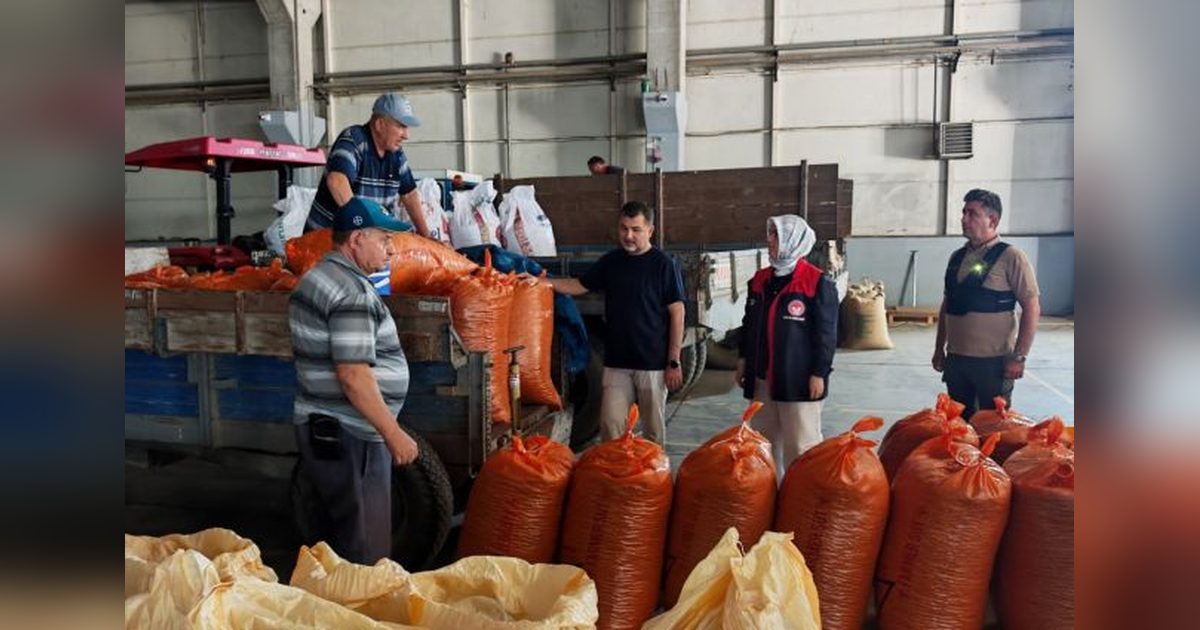 Toprak Mahsulleri Ofisi Düzce'de Fındık Alımına Başladı