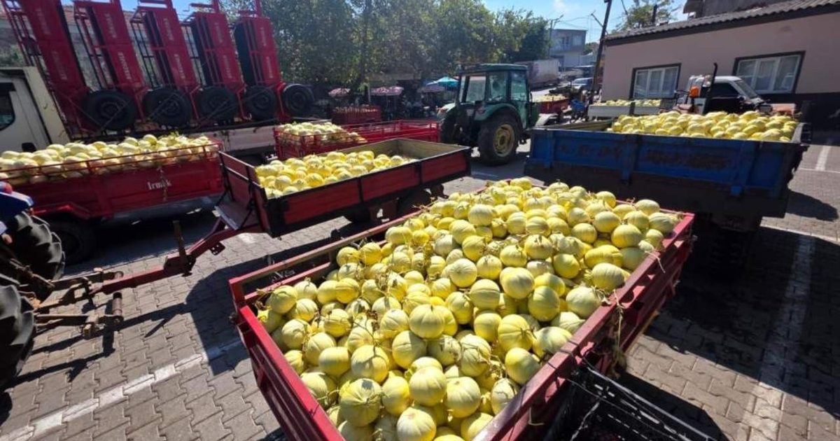 Bandırma'da Susuz Yetiştirilen Ata Tohumu Kavunda Bereketli Hasat