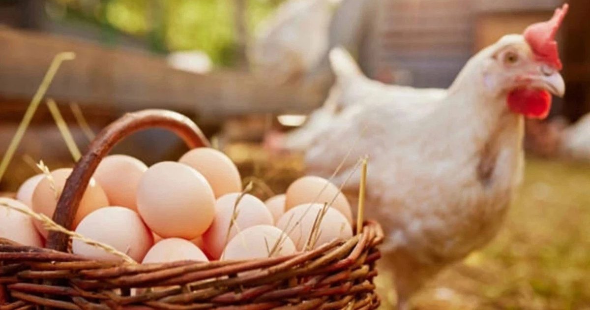 Chicken Meat Production Saw Double-Digit Growth in June
