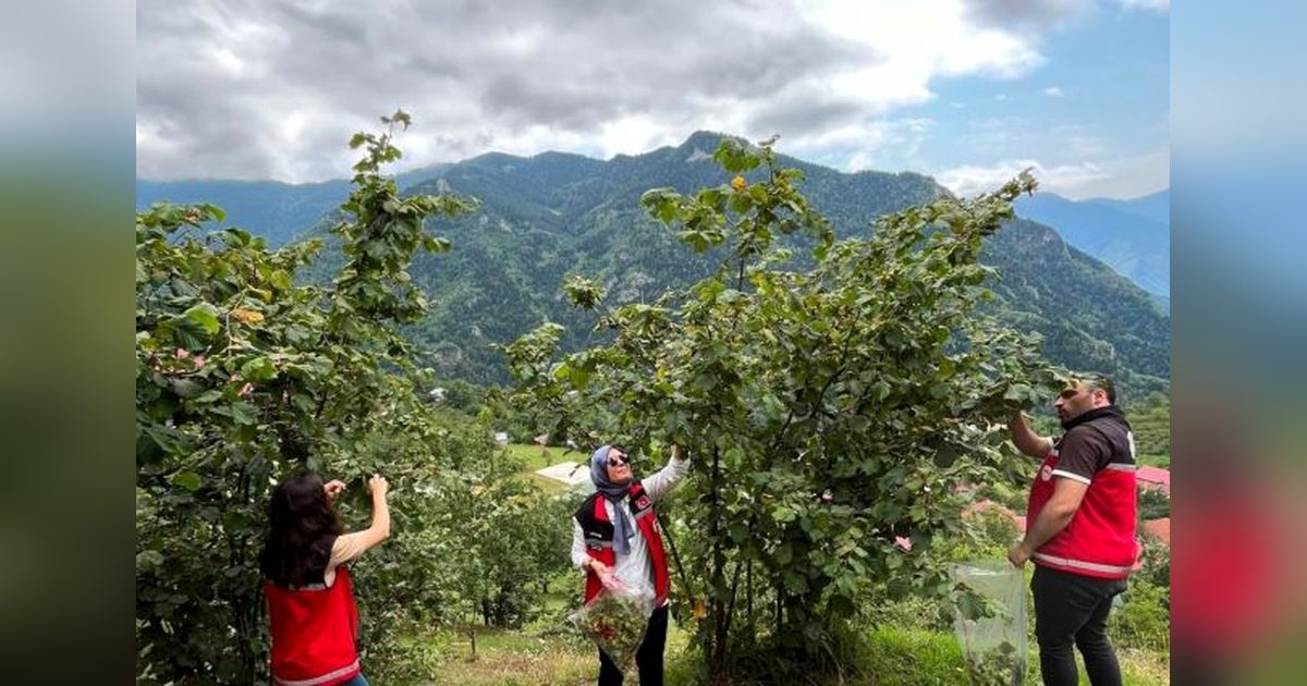 Pesticide Inspections Conducted in Hazelnut Orchards in Kürtün Ahead of Harvest