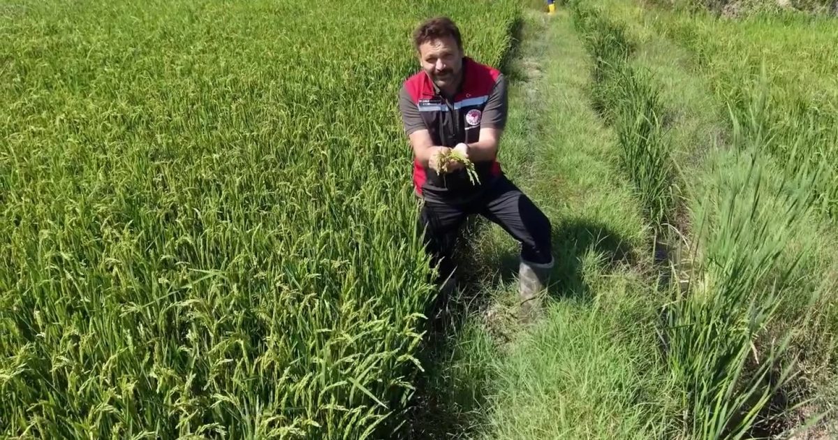 Çorum'da Kuraklığa Dirençli Yerli Çeltikler Sahada Deneniyor