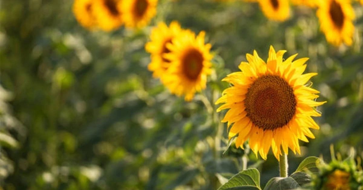 Karadenizbirlik Starts New Season Sunflower Purchases