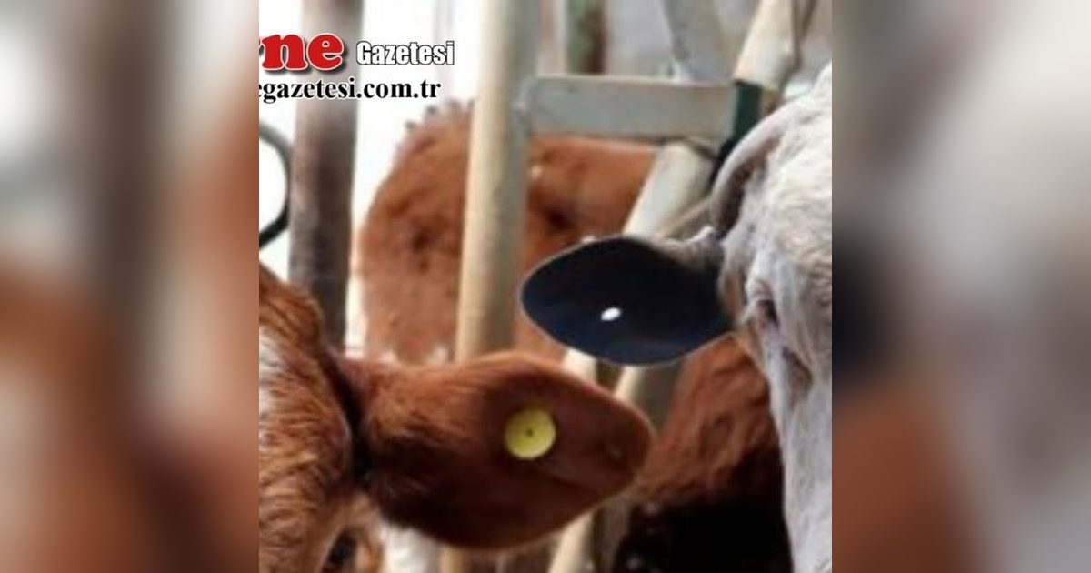 ASELSAN İmzalı Yerli Dijital Küpeler Tanıtıldı