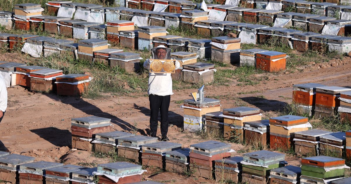 Türkiye Küresel Bal Üretiminde Zirve Yarışını Sürdürüyor