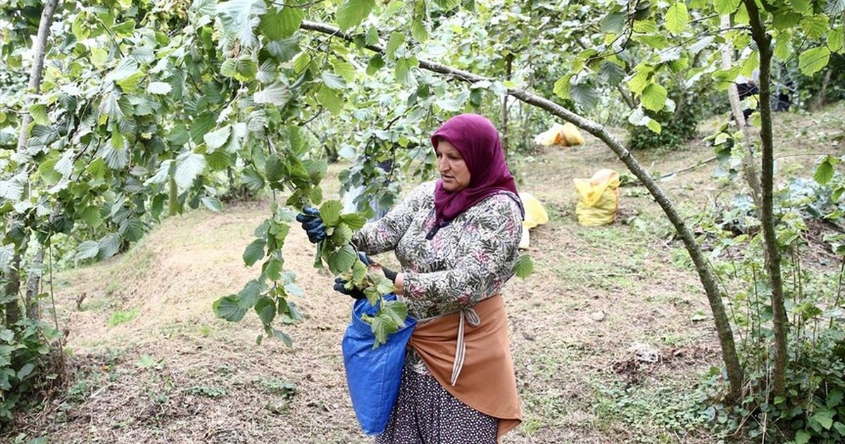 Hazelnut Harvest Begins in Giresun's Coastal Areas