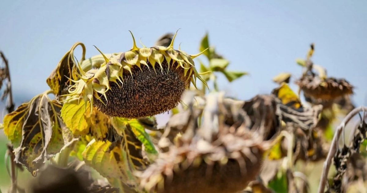 Konya Şeker Announces Sunflower Prices for the 2026 Season