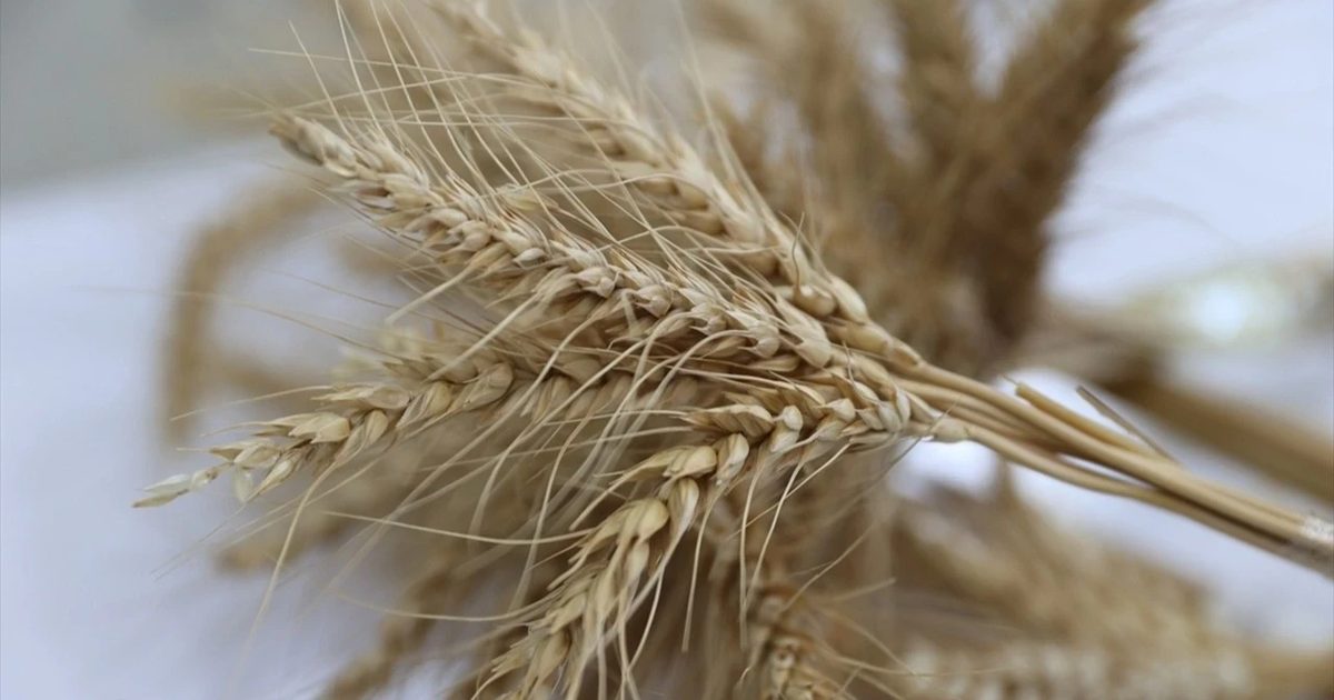 Karadeniz'deki Riskler Küresel Buğday Rotalarını Değiştiriyor