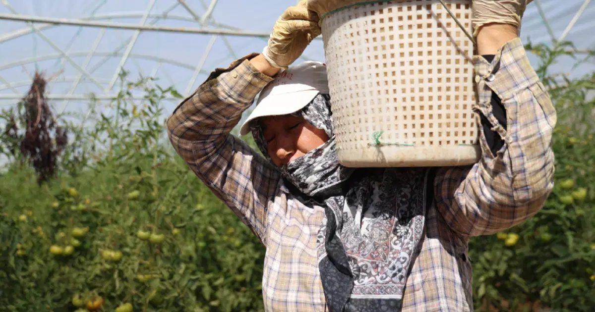 Adana'da 1500 Rakımda Domates Hasadı Başladı