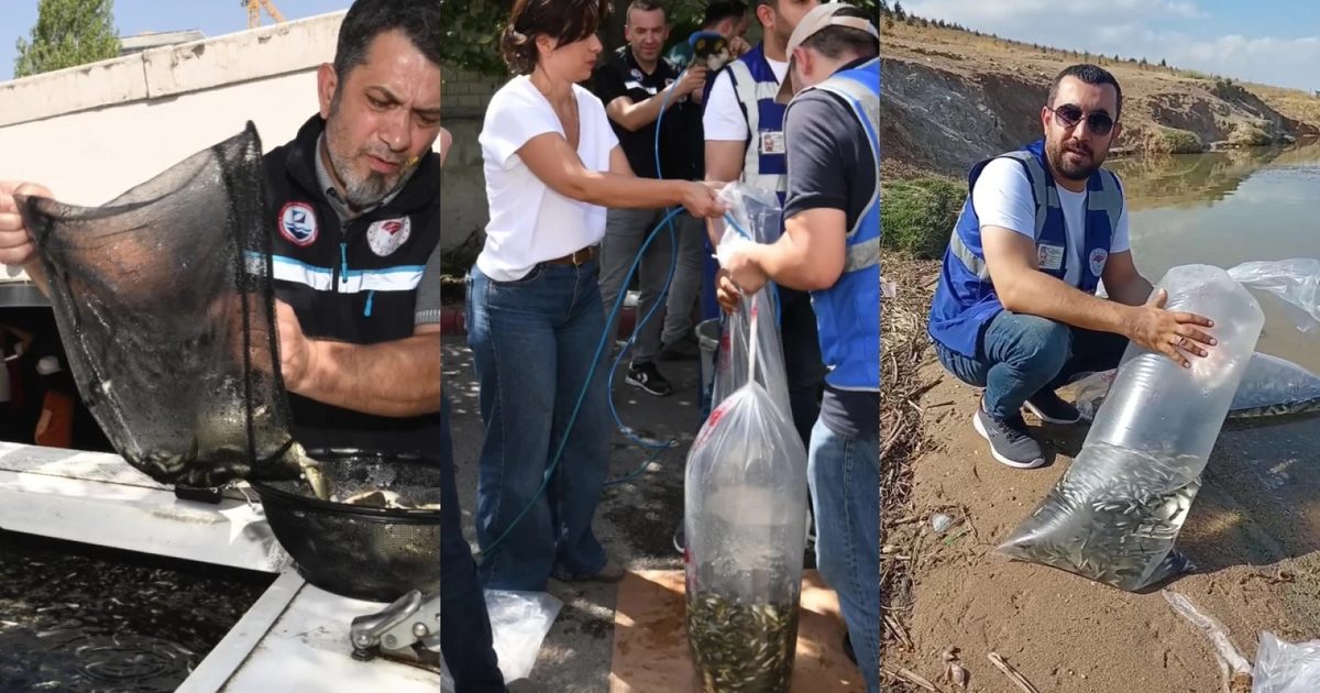 Ankara'da 37 Su Kaynağına 1,2 Milyon Sazan Bırakıldı