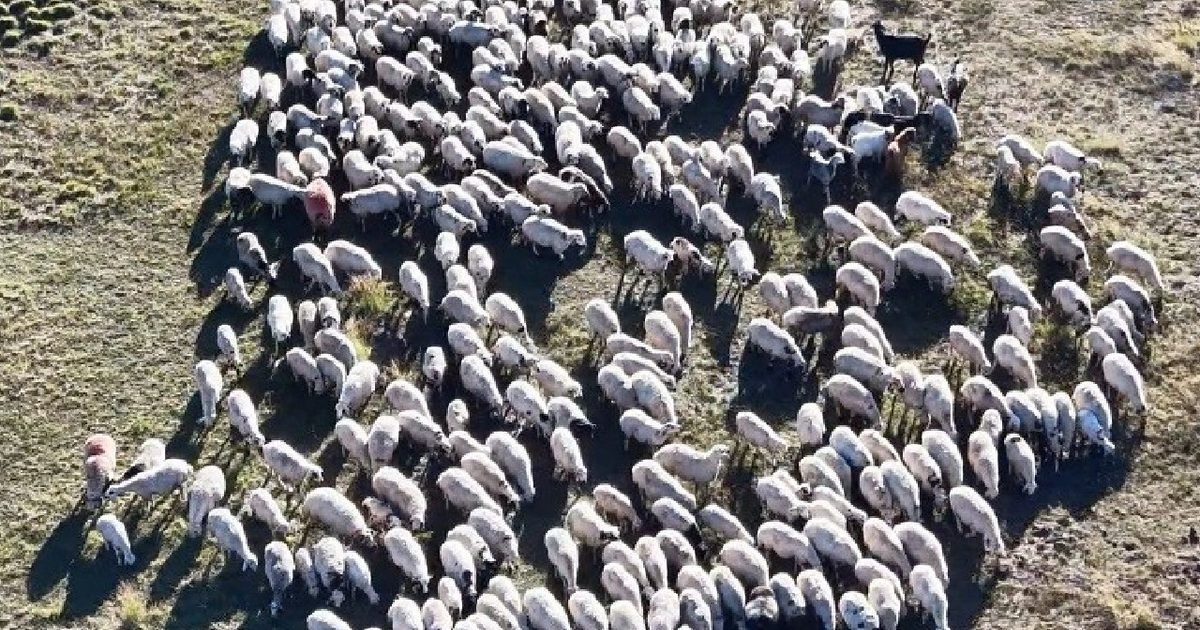 Aylık 150 Bin Liraya Rağmen Çoban Bulunamıyor