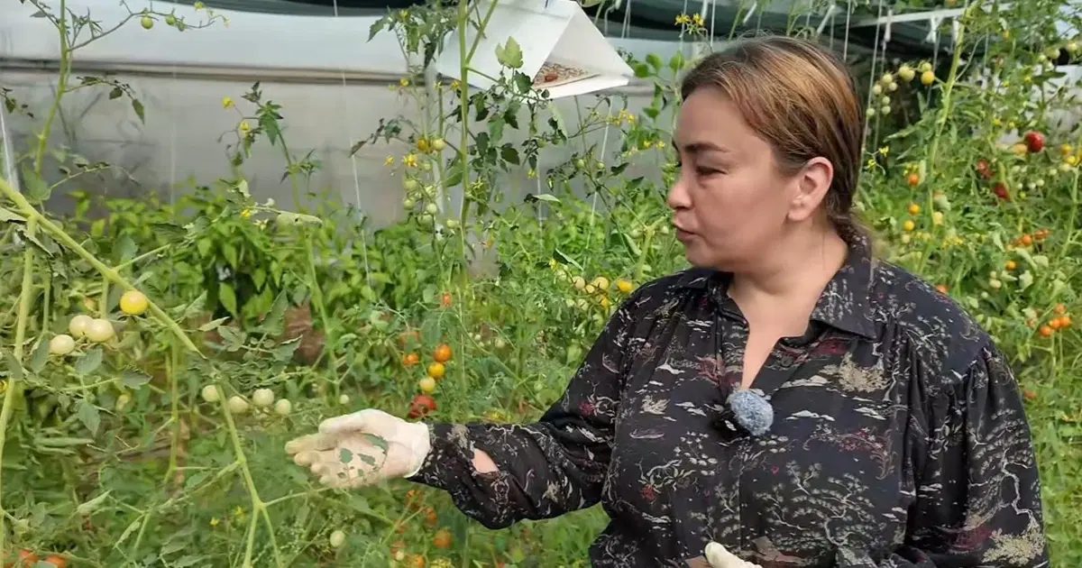 Young Farmers in Tekirdağ Produce with 75% Subsidy