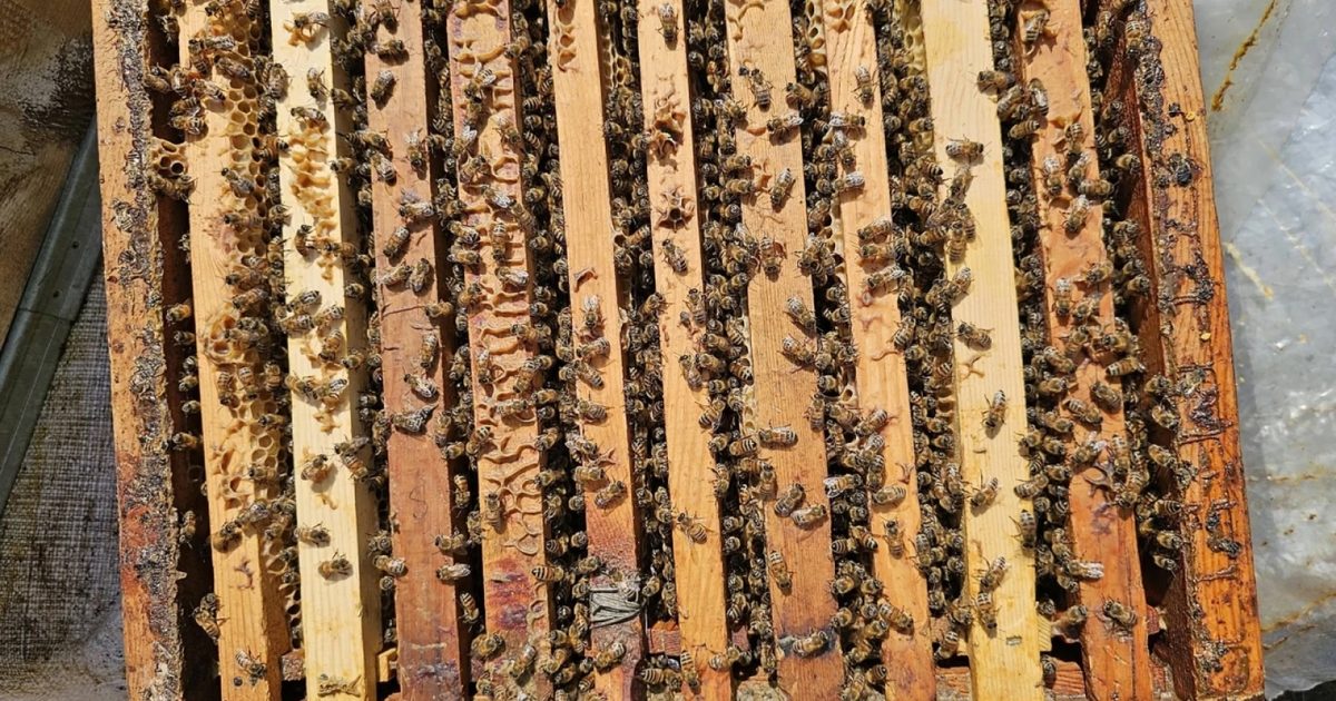 Probiyotik Takviyesi Arıların Soğukta Hayatta Kalmasını Artırdı