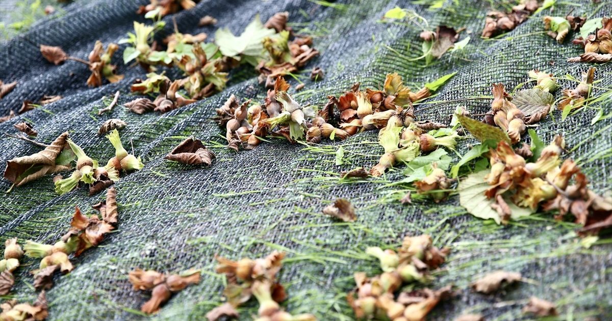 Hasat Filesi Fındıkta İşçilik Maliyetini Yüzde 70 Düşürdü