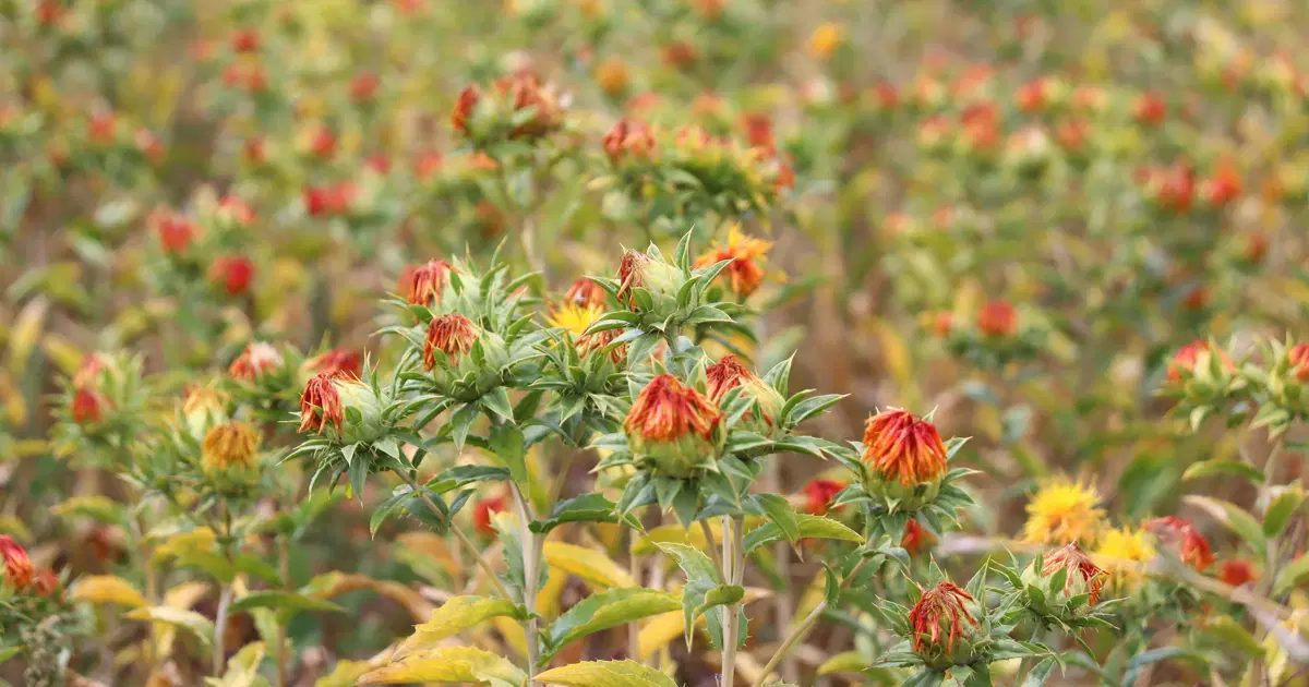Safflower Cultivation Area in Sarız to Reach 500 Decares