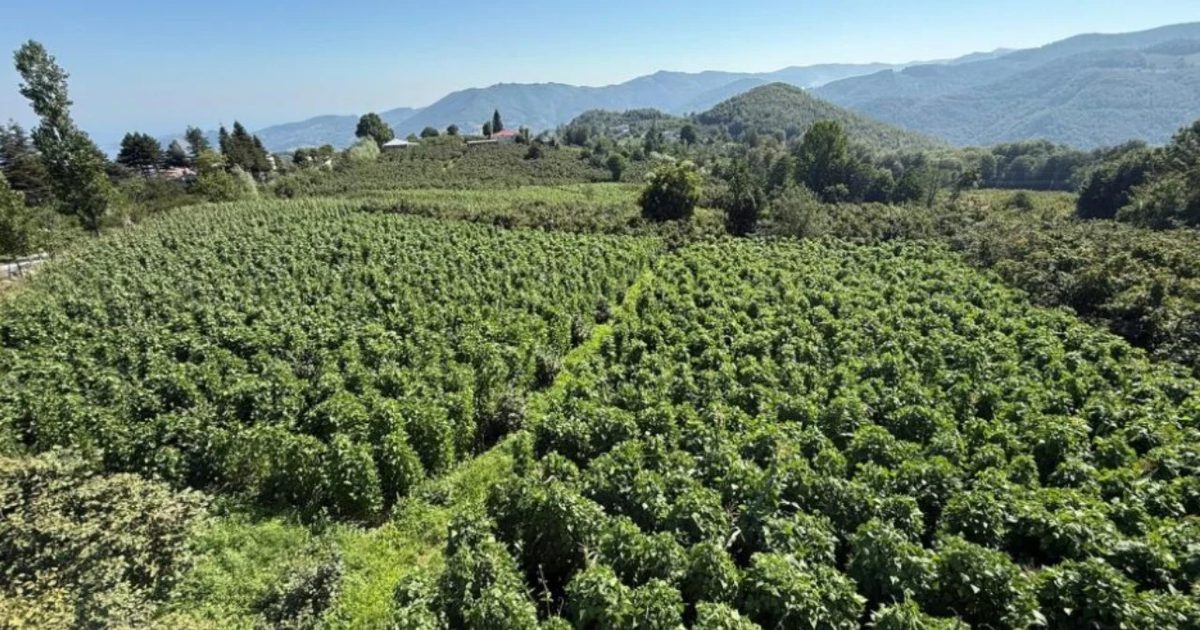 First Harvest of Nebiyan Beans to Begin Within 15 Days