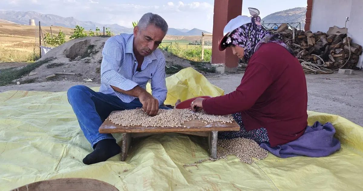 Chickpea Harvest Begins in Tufanbeyli with the Bounty of Rainfall