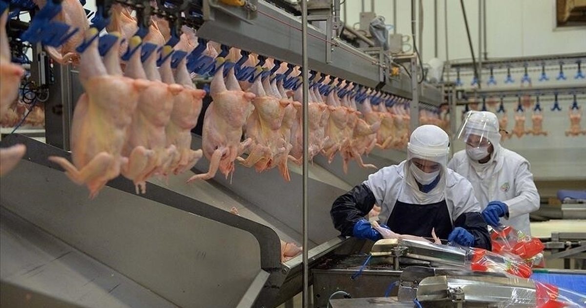 Chicken Meat and Egg Production Increased in June