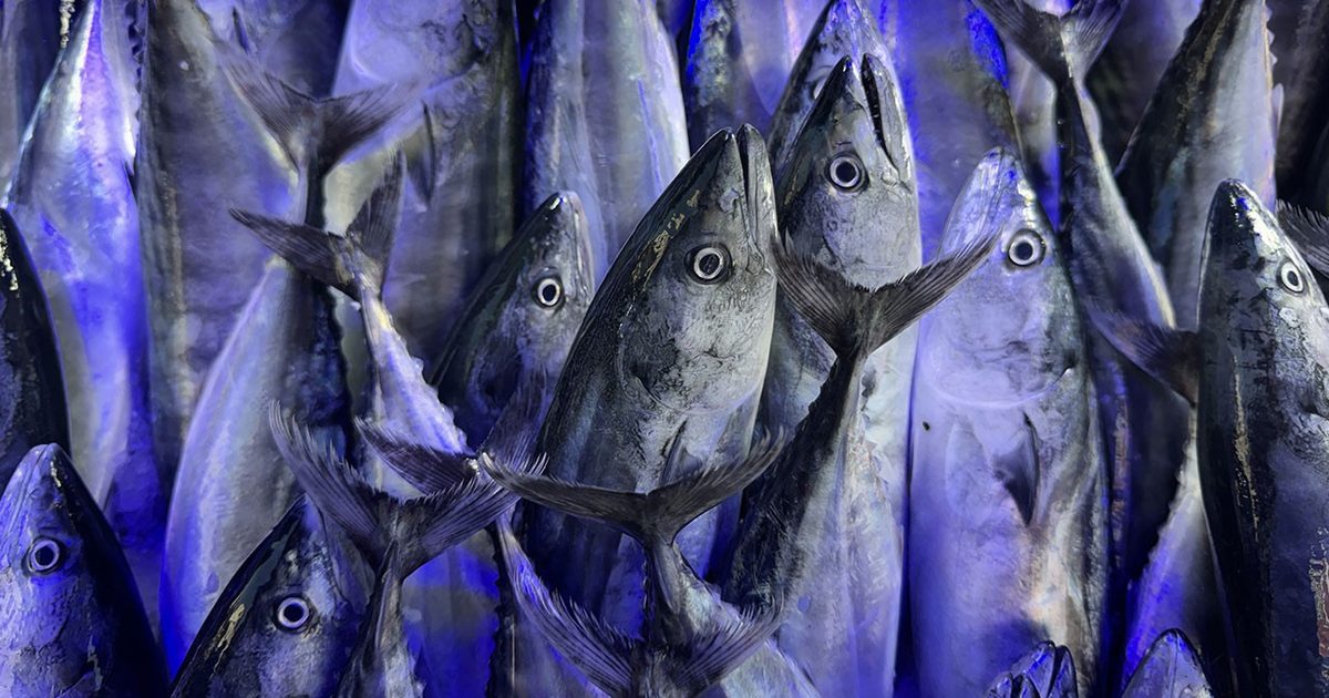 Erken Palamut Avı Deniz Stoklarını Tehdit Ediyor