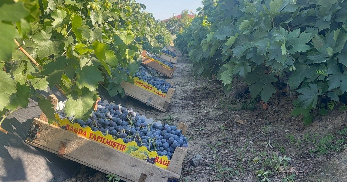 Harvest Begins for Geographically Indicated Cimin Grape in Erzincan
