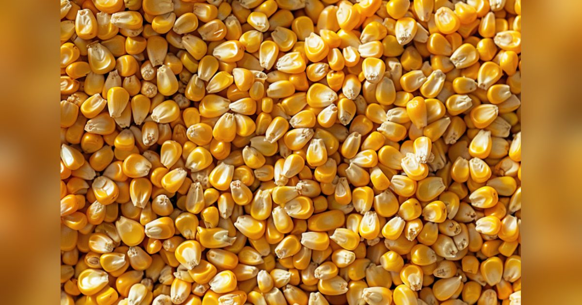 Turkey Ranks Second in Russia's Corn Exports