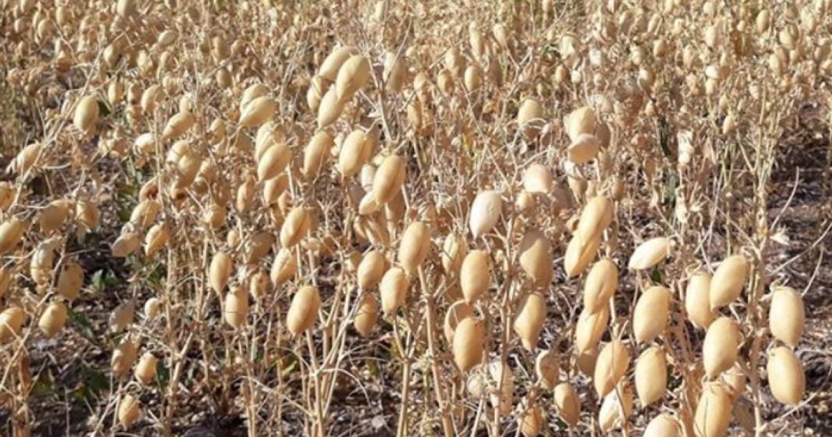 TMO Returns to Lentil Purchases with Green Lentils