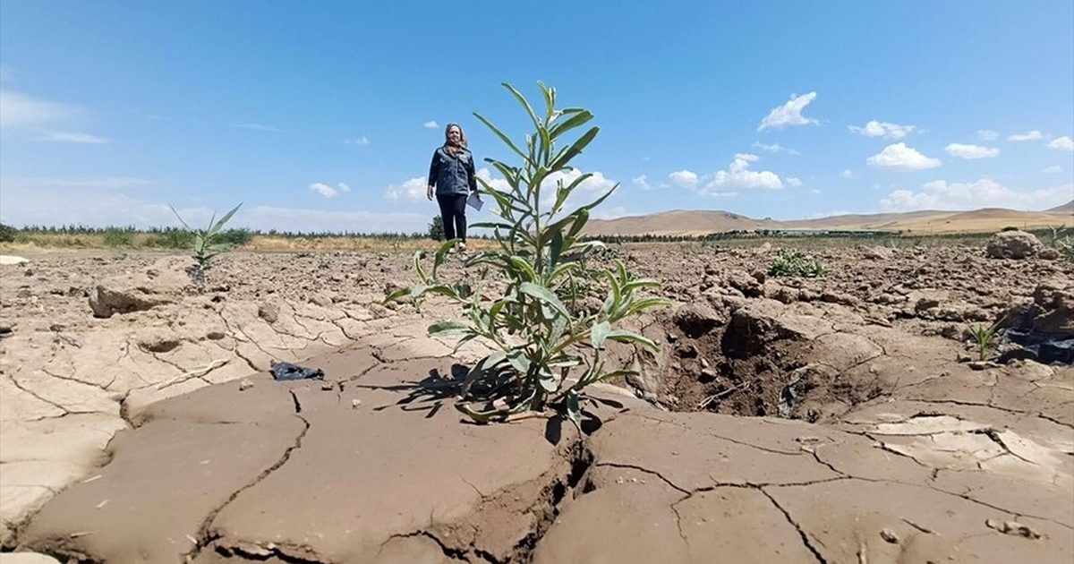 Van'da Kuraklığa Karşı Tuz Çalısı Üretimi Başladı