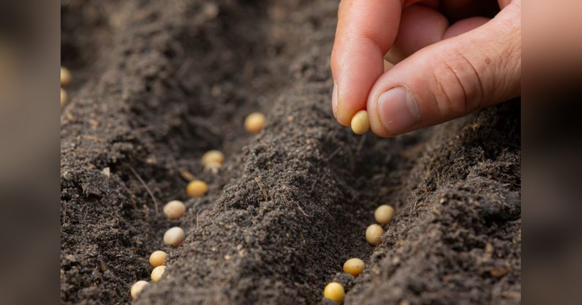 Belarus Increases Domestic Seed Ratio to 68%