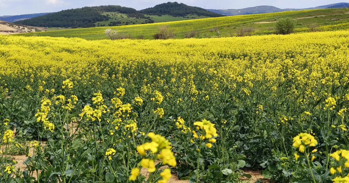 Trakya'da Kanola Üretimi Yüzde Yüz Arttı