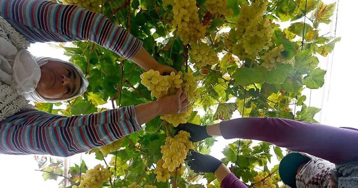 Çiftçi-Sen Kuru Üzüm İçin 151 Lira Taban Fiyat İstedi