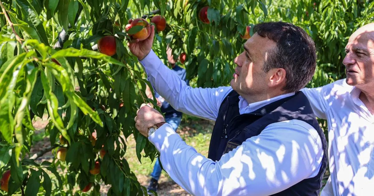 Bilecik Nektarin Üretiminin Tamamını İhraç Ediyor