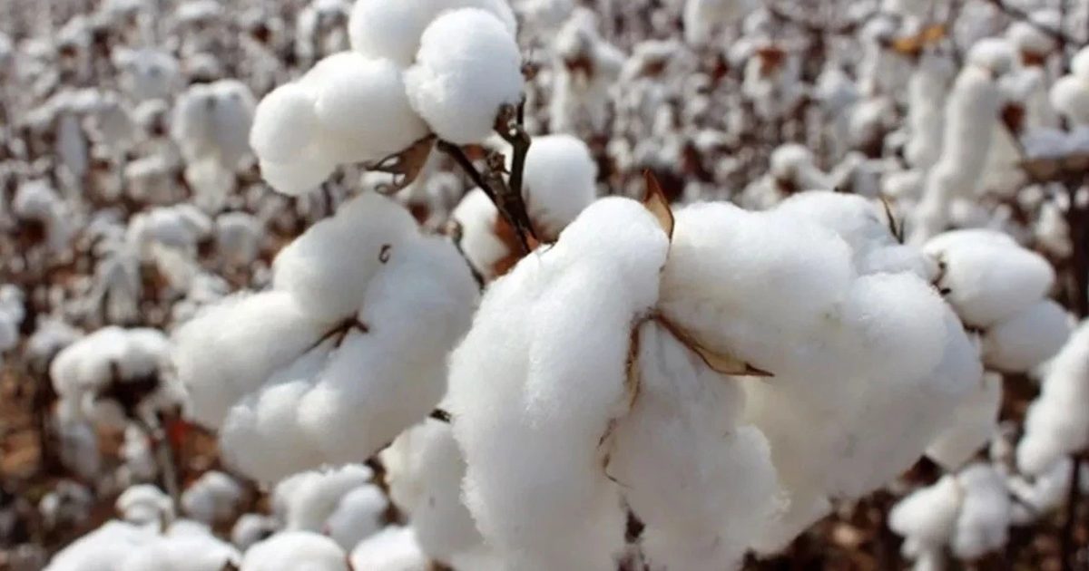 Turkey's Cotton Imports Expected to Rise to 4.8 Million Bales