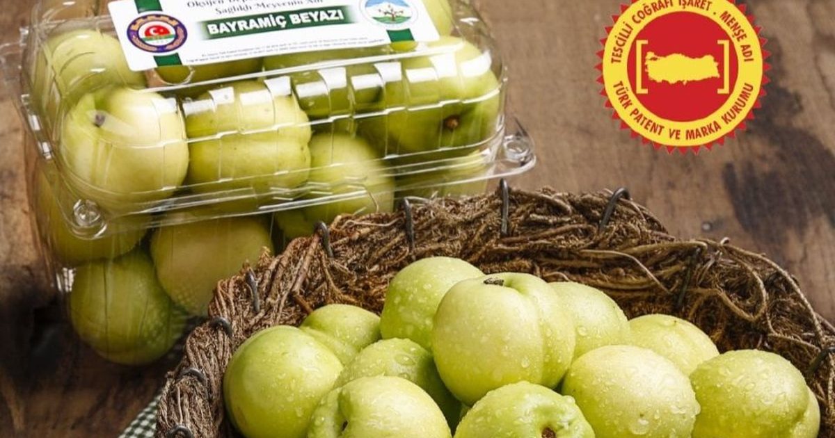 Bayramiç Beyazında 10 Bin Tonluk Rekolte Beklentisi