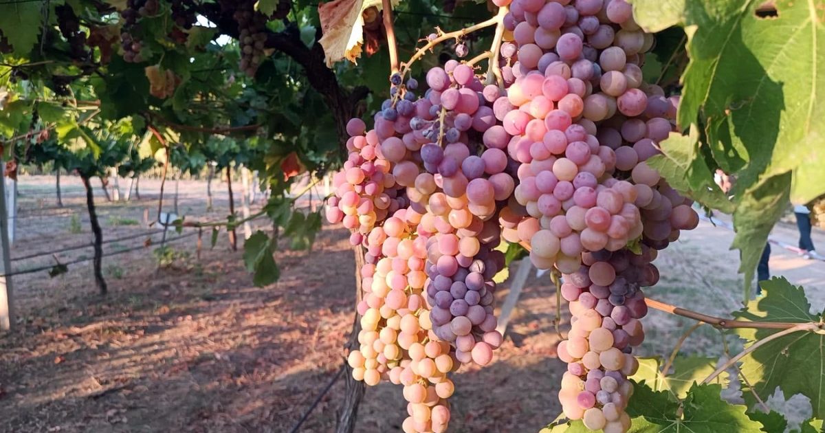 Robot Dogs Deployed in Grape Harvest in China