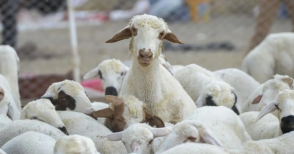 TİGEM 7 Bin 350 Baş Reforme Küçükbaşı Satışa Çıkardı