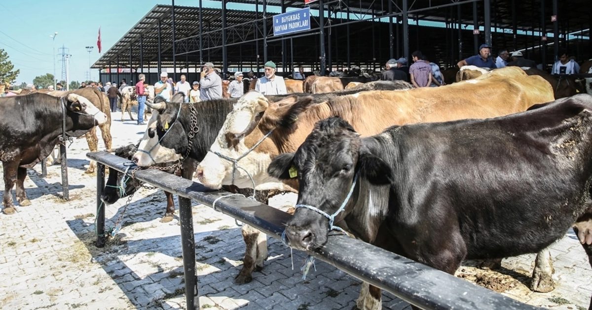 Kütahya'da Şap Hastalığı Nedeniyle Hayvan Pazarı Kapatıldı
