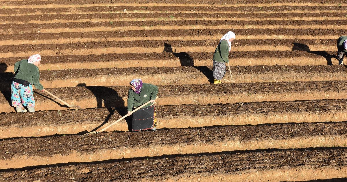 Orman Köylüsüne 3,3 Milyar Liralık Destek Paketi