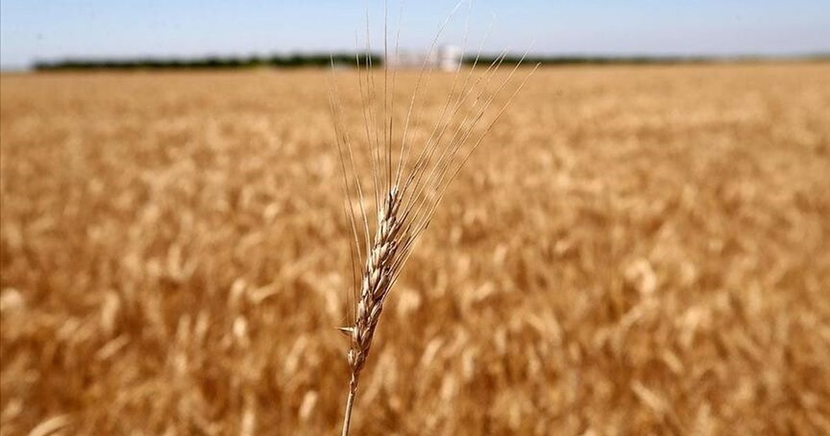 Rusya'da Tahıl Hasadı 100 Milyon Tonu Aştı