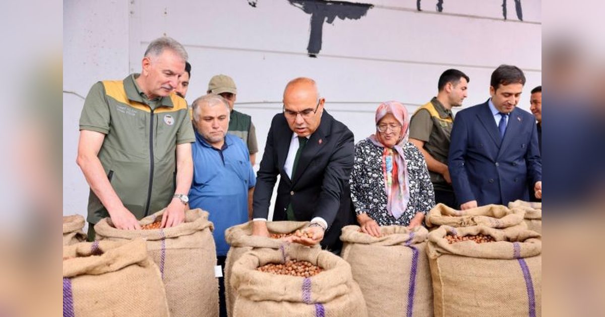 TMO Giresun'da Sezonun İlk Fındık Alımını Yaptı