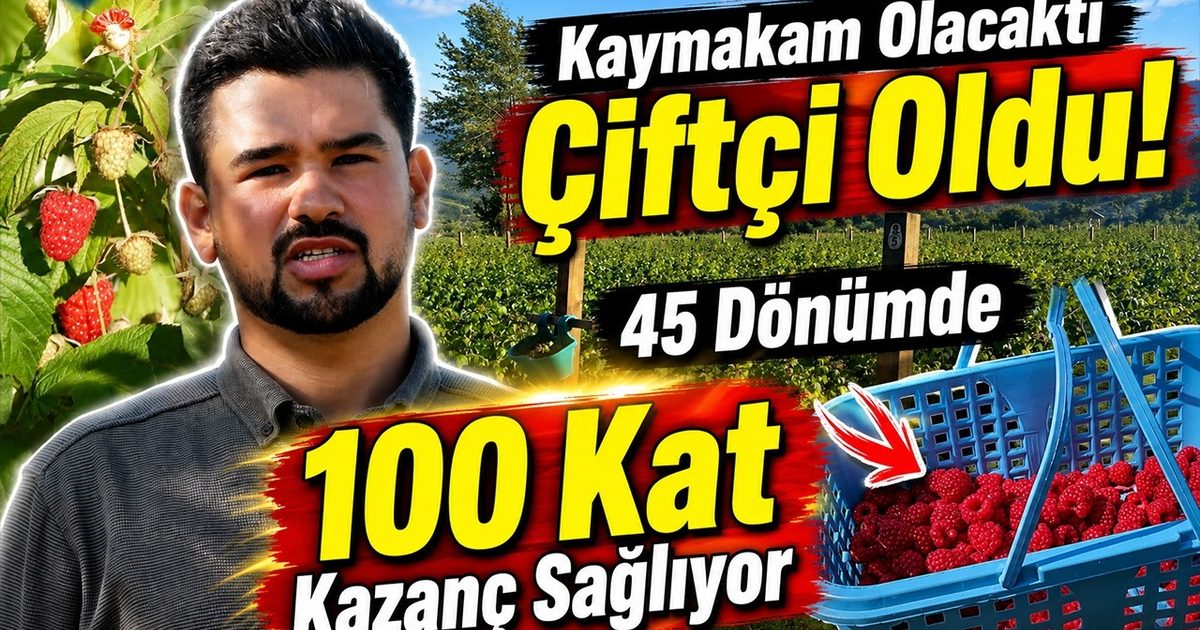 Bolu'da Orman Meyvesi Üretimi Yüksek Getiri Sağlıyor