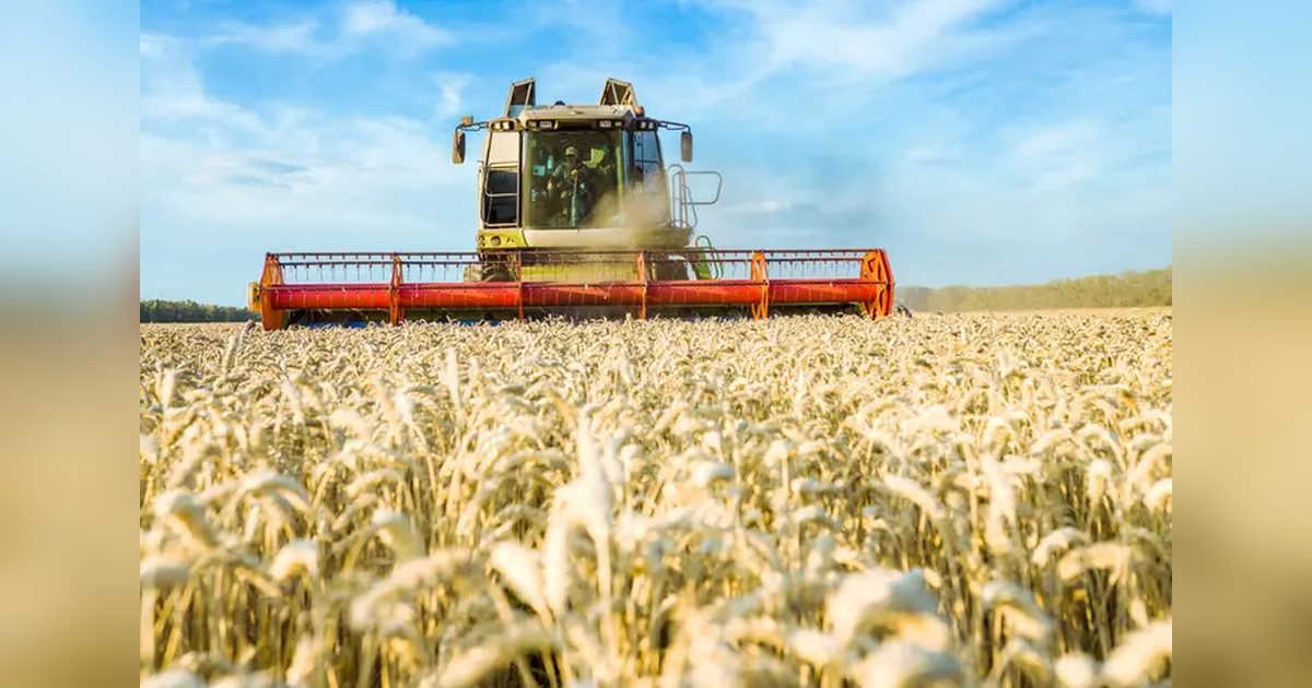Extreme Heat Hits European Grain Harvest