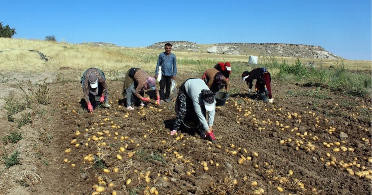 Tarlada 10 Lira Olan Patates Markette 40 Lira