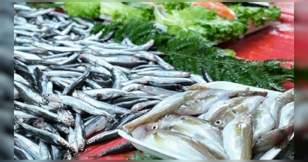 Kıyı Balıkçıları İçin Palamut Sezonu Erken Başlıyor