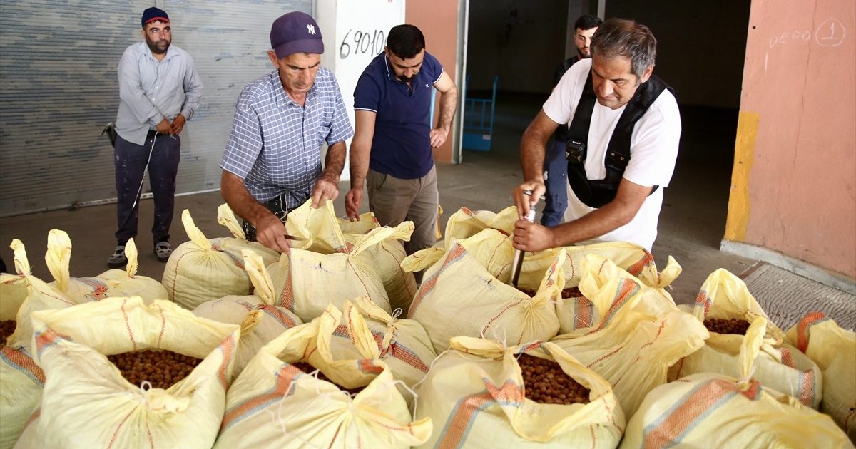 TMO Commences Hazelnut Purchases in Ordu and Giresun