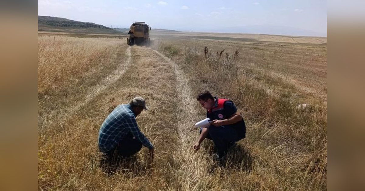 Kars'ta Hububat Hasadında Biçerdöver Denetimleri Sürüyor