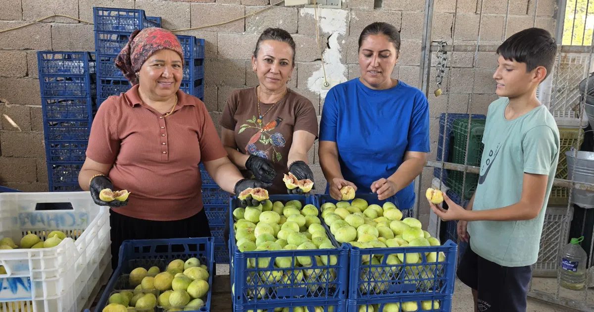 Fig Harvest Begins in Mut, Mersin