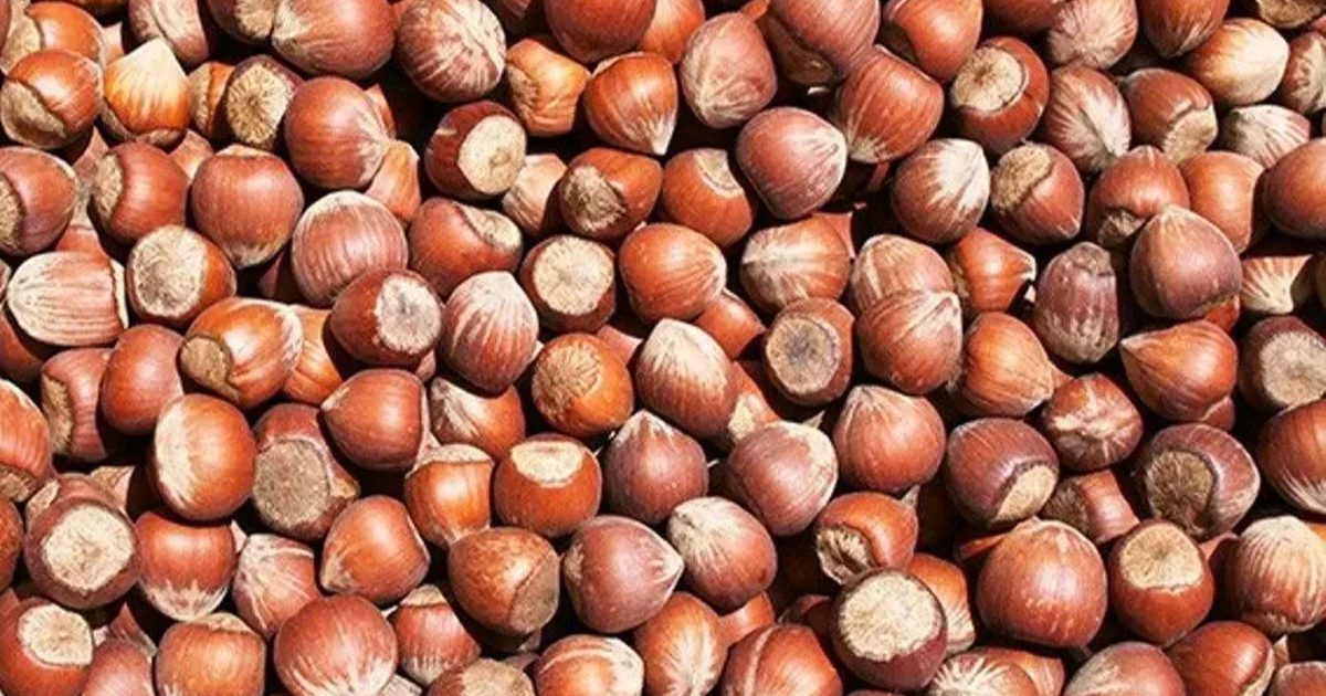 Giresun Ziraat Odası Fındıkta Taban Fiyat Uyarısı Yaptı