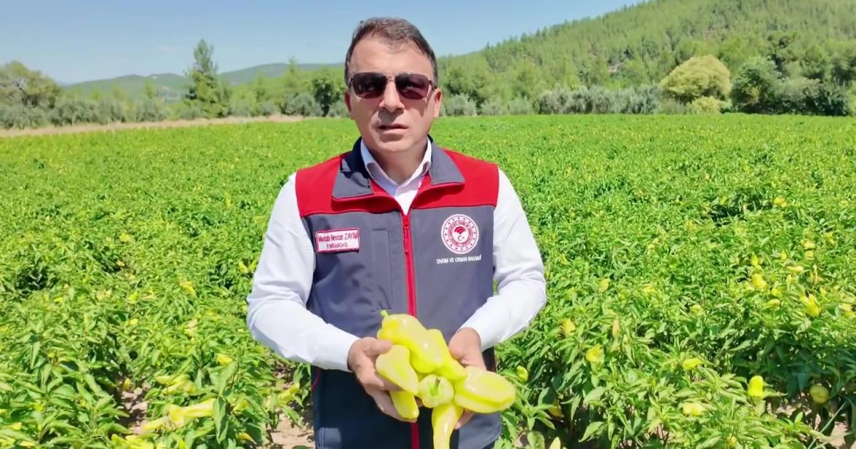 Kale Biberinde Rekolte 4 Bin 500 Tona Ulaşıyor
