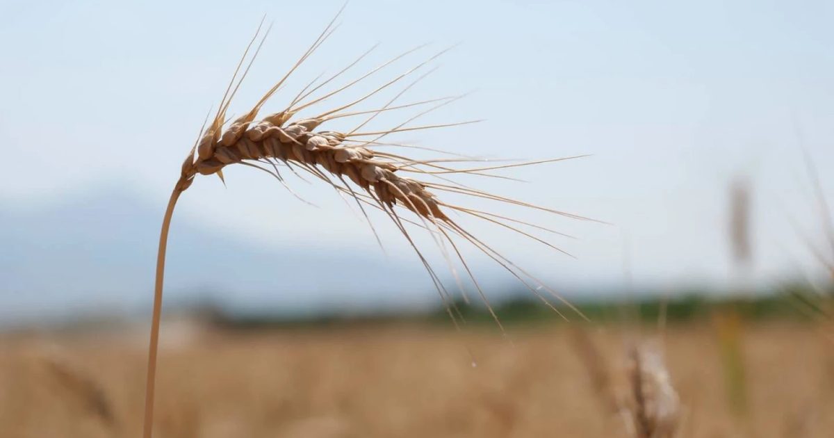 Düzce'de Çiftçiye Yüzde 75 Hibeli Buğday Tohumu